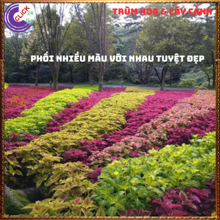 Cây lá gấm TÍM SỌC màu lạ mắt siêu đẹp dễ trồng tía tô cảnh 💍 Làng Hoa Sa Đéc