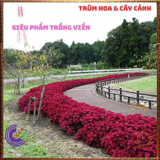 Cây lá gấm ĐỎ SON nổi bật siêu đẹp dễ trồng tía tô cảnh trồng viền💍 Làng Hoa Sa Đéc