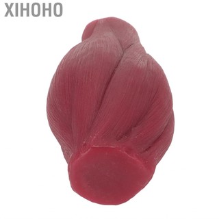 Xihoho Cơ thể con người Mô hình bản sao cơ bắp Kết cấu nhựa Bản sao 1lb cho