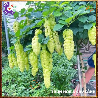 Chậu HUYỀN TRÂN CÔNG CHÚA hoa đẹp lạ mắt nở cả năm vừa là dược liệu🍕 Yêu Nhà Yêu Hoa