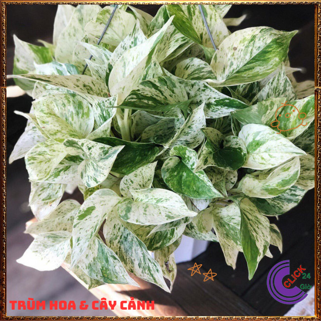 Chậu TRẦU BÀ SỮA cây trồng trong nhà ưa mát lọc không khí⏰TRÙM HOA VÀ CÂY CẢNH