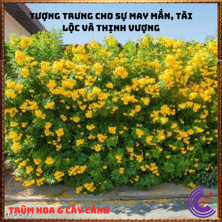 Chậu HOA CHUÔNG VÀNG HUỲNH LIÊN nhiều cành nhánh sum xuê siêu hoa️📬 Làng Hoa Sa Đéc