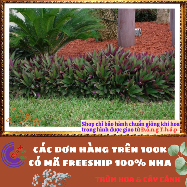 Chậu THÀI LÀI TÍM trồng viền cực đẹp mạnh mẽ rất dễ trồng ️🌭 Hoa Mười Giờ Bonsai & Phụ Kiện