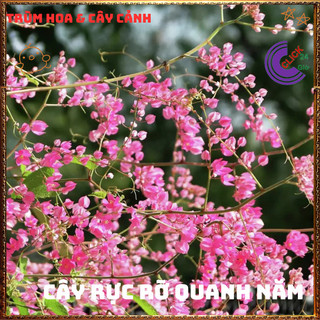Chậu Hoa TIGON màu HỒNG giao cây to cao 50-60cm khỏe mạnh sum xuê️📜 Hoa Đẹp Dễ Trồng