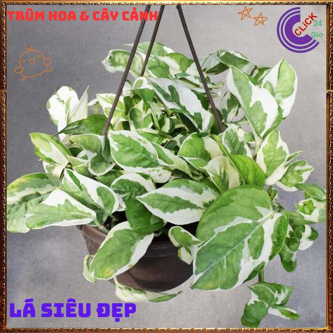 Chậu TRẦU BÀ NGỌC THỦY cây trồng trong nhà ưa mát lọc không khí⏰TRÙM HOA VÀ CÂY CẢNH