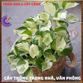 Chậu TRẦU BÀ NGỌC THỦY CẨM THẠCH cây trồng trong nhà ưa mát lọc khí️📣 TRUNG TÂM CÂY GIỐNG VÀ HOA
