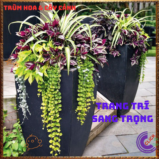 Chậu THÀI LÀI SỌC TÍM mang đến sự nhẹ nhàng tình yêu bên vững ️🌯 VƯỜN HOA CỔ TÍCH