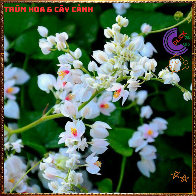 Chậu Hoa TIGON màu trắng tinh khôi to khỏe sum xuê đang có hoa ️🌭Hoa Mười Giờ Bonsai & Phụ Kiện