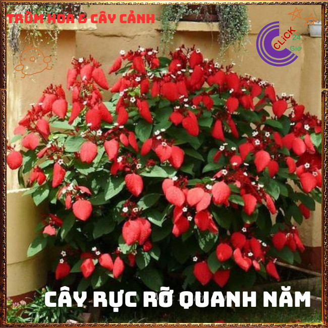 Chậu Ngọc Diệp Kim Hoa ĐỎ rực rỡ nở quanh năm rất dễ trồng⏰TRÙM HOA VÀ CÂY CẢNH