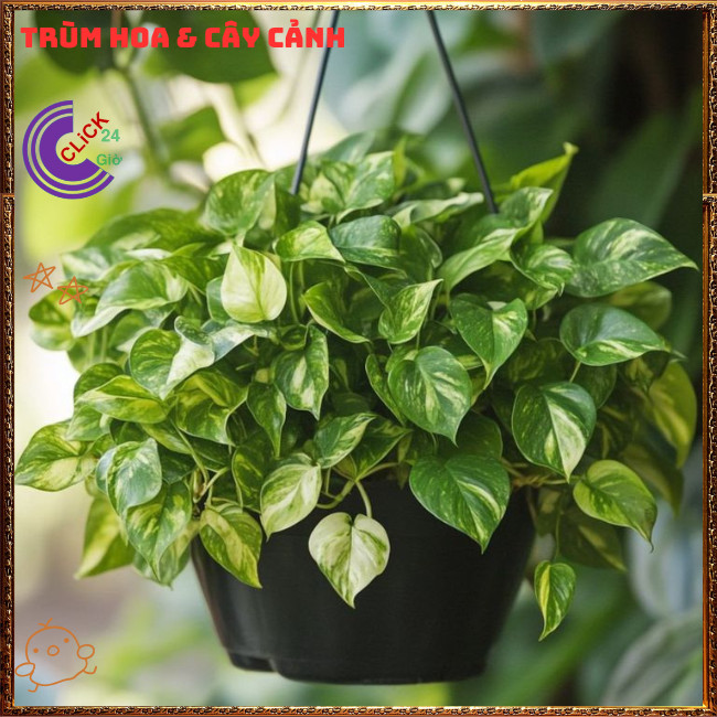 Chậu TRẦU BÀ CẨM THẠCH VẠN NIÊN THANH cây trồng trong nhà ưa mát️🌭 Hoa Mười Giờ Bonsai & Phụ Kiện