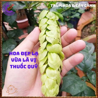 Chậu cây HUYỀN TRÂN CÔNG CHÚA hoa đẹp lạ mắt nở cả năm dược liệu quý️️🥁 MiMa market