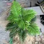 Nhánh lá cọ nhân tạo ZENZON, Cây cọ nhân tạo bằng nhựa lớn, Trồng hoa Cây nhiệt đới 65-82cm Đám cưới dương xỉ nhân tạo màu xanh lá cây