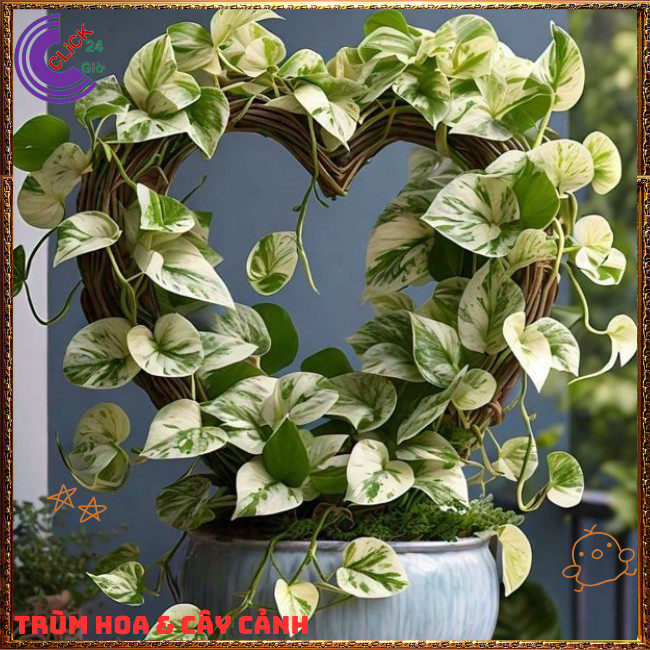 Chậu TRẦU BÀ SỮA NỮ HOÀNG TUYẾT cây trồng trong nhà ưa mát lọc khí️🌭 Hoa Mười Giờ Bonsai & Phụ Kiện
