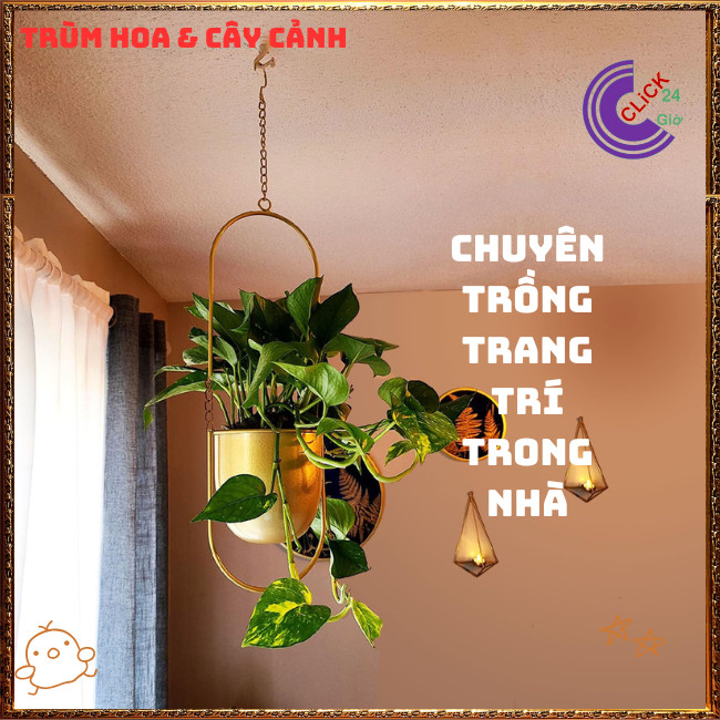 Chậu TRẦU BÀ CẨM THẠCH VẠN NIÊN THANH cây trồng trong nhà ưa mát️🌭 Hoa Mười Giờ Bonsai & Phụ Kiện
