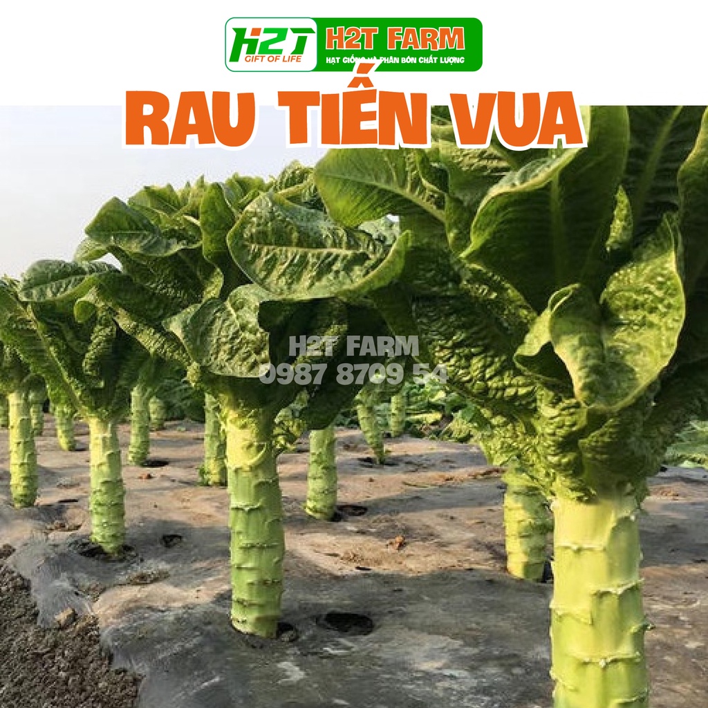 Hạt giống rau tiến vua , dễ trồng, cao, ngon nọt - h2t farm | Shopee ...