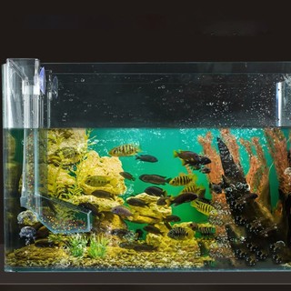 Ống Cho Cá Ăn Bằng acrylic Trong Suốt Tiện Dụng