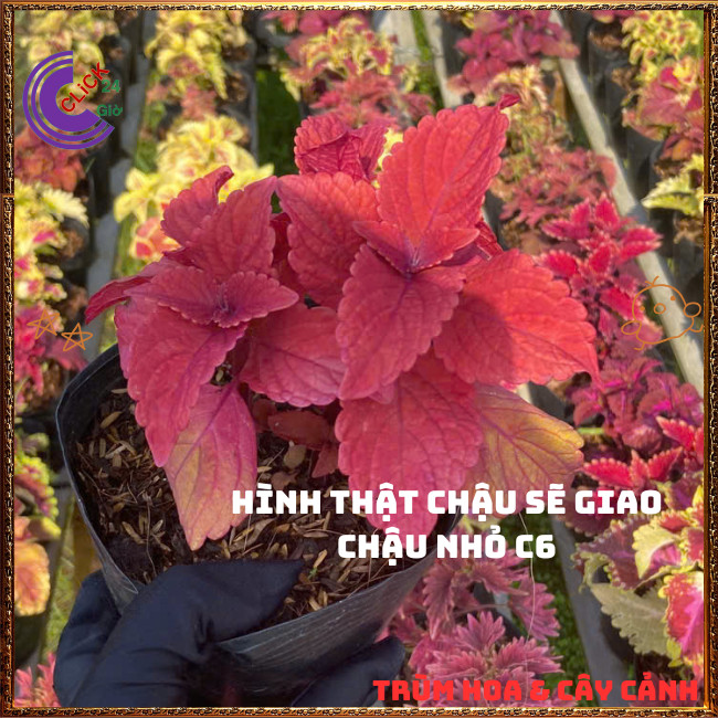 Cây lá gấm ĐỎ SON tuyệt đẹp đăc sắc rất dễ trồng nổi bật không gian⏰ TRÙM HOA VÀ CÂY CẢNH