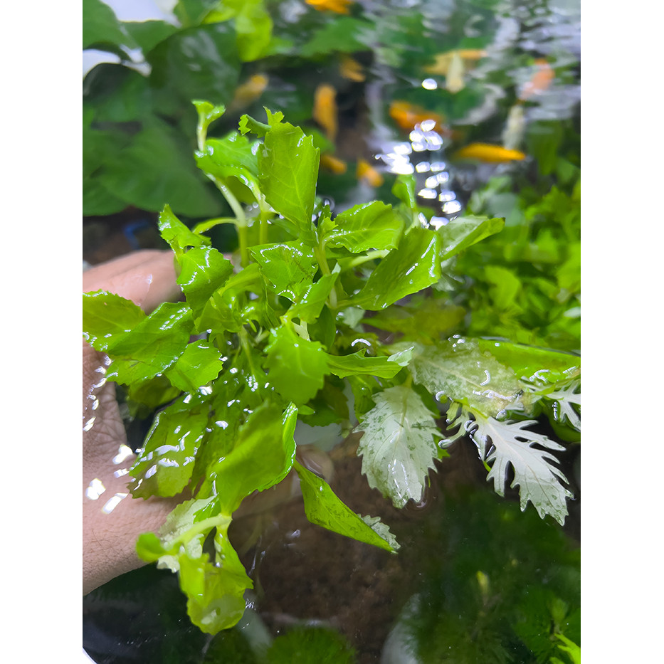 Một Chậu Cây Thủy Cúc Cắm Sẵn - Cây Thủy Sinh Bể Cá Cảnh