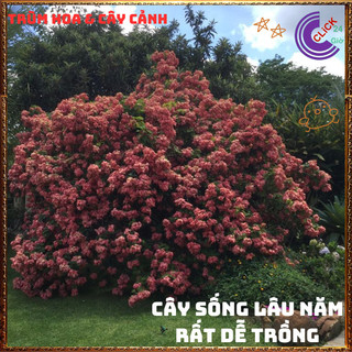 Chậu Hoa BƯỚM HỒNG từng chùm rất to xinh đẹp quanh năm rất dễ trồng️📬 Làng Hoa Sa Đéc