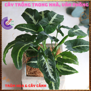 Chậu TRẦU BÀ NHUNG sọc trắng cây ưa mát trồng trong nhà để lọc khí️📜 Hoa Đẹp Dễ Trồng