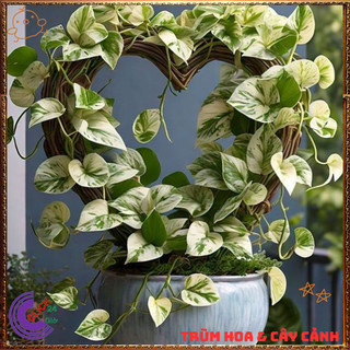 Chậu TRẦU BÀ NỮ HOÀNG TUYẾT cây trồng trong nhà ưa mát lọc khí️📬 Làng Hoa Sa Đéc