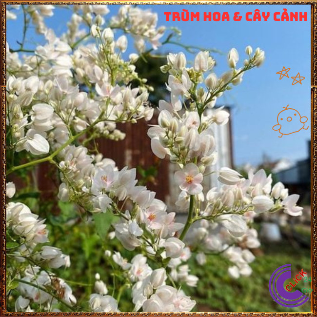 Chậu Hoa TIGON TRẮNG to cao trưởng thành sum xuê khỏe mạnh ⏰TRÙM HOA VÀ CÂY CẢNH