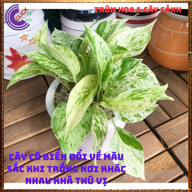 Chậu TRẦU BÀ SỮA cây trồng trong nhà ưa mát lọc không khí⏰TRÙM HOA VÀ CÂY CẢNH