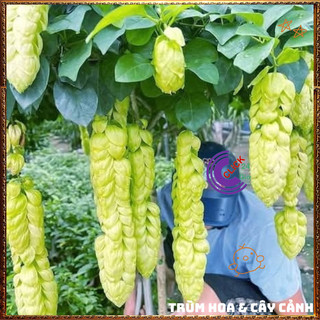 Cây HUYỀN TRÂN CÔNG CHÚA hoa đẹp lạ mắt nở cả năm vừa là dược liệu️📣 TRUNG TÂM CÂY GIỐNG VÀ HOA