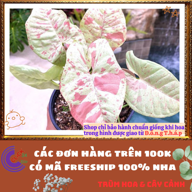 Chậu TRẦU BÀ HỒNG ĐỐM cây trồng trong nhà ưa mát lọc không khí⏰TRÙM HOA VÀ CÂY CẢNH