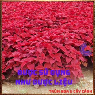 Cây lá gấm ĐỎ SON nổi bật siêu đẹp dễ trồng tía tô cảnh trồng viền💍 Làng Hoa Sa Đéc