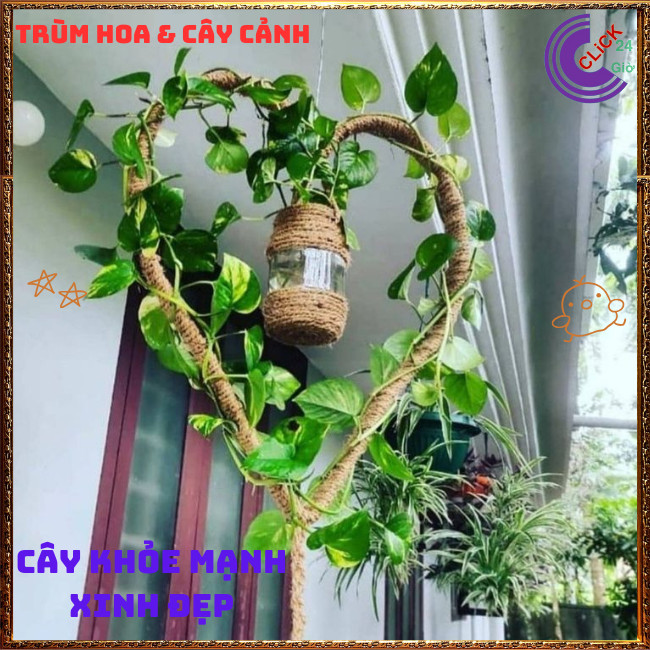 Chậu TRẦU BÀ CẨM THẠCH VẠN NIÊN THANH cây trồng trong nhà ưa mát️🌭 Hoa Mười Giờ Bonsai & Phụ Kiện