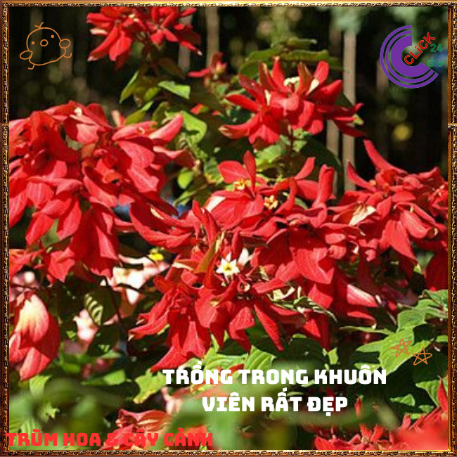 Chậu Ngọc Diệp Kim Hoa ĐỎ rực rỡ nở quanh năm rất dễ trồng⏰TRÙM HOA VÀ CÂY CẢNH