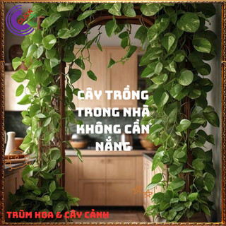Chậu TRẦU BÀ VẠN NIÊN THANH CẨM THẠCH cây trồng trong nhà ưa mát ️📬 Làng Hoa Sa Đéc