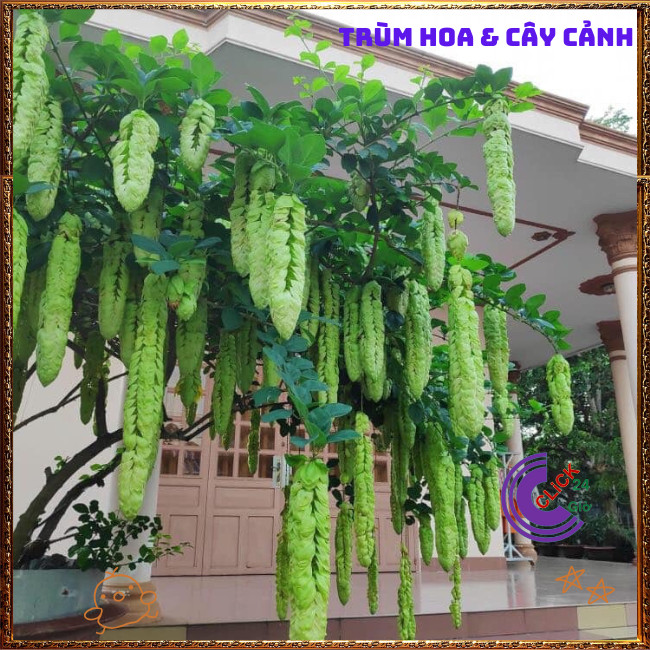 Chậu HUYỀN TRÂN CÔNG CHÚA hoa đẹp lạ mắt nở cả năm vừa là dược liệu️🌭 Hoa Mười Giờ Bonsai & Phụ Kiện