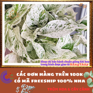 Chậu TRẦU BÀ NỮ HOÀNG TUYẾT cây trồng trong nhà ưa mát lọc khí️📬 Làng Hoa Sa Đéc