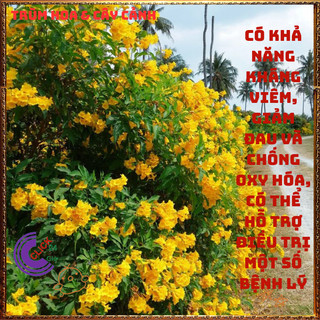 Chậu HOA CHUÔNG VÀNG HOÀNG YẾN từng chùm to tuyệt đẹp quanh năm ️🌯 VƯỜN HOA CỔ TÍCH