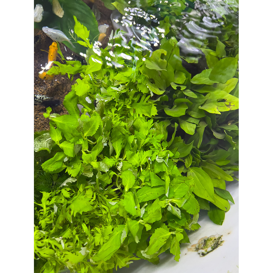 Một Chậu Cây Thủy Cúc Cắm Sẵn - Cây Thủy Sinh Bể Cá Cảnh