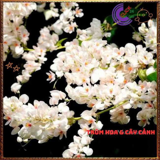 Chậu Hoa TIGON màu trắng tinh khôi to khỏe sum xuê đang có hoa ️🌭Hoa Mười Giờ Bonsai & Phụ Kiện