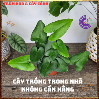 Chậu TRẦU BÀ LÁ TIM ngộ nghĩnh cây trồng trong nhà ưa mát lọc khí️📜 Hoa Đẹp Dễ Trồng