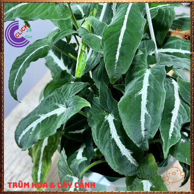 Chậu TRẦU BÀ NHUNG sọc trắng cây trồng trong nhà ưa mát lọc khí️🌭 Hoa Mười Giờ Bonsai & Phụ Kiện