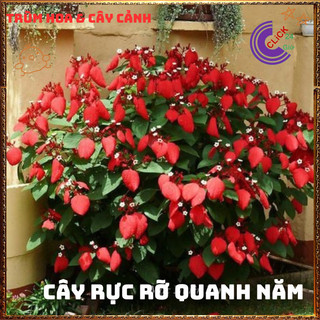 Chậu Ngọc Diệp Kim Hoa ĐỎ rực rỡ nở quanh năm rất dễ trồng⌛Siêu Thị Hoa Và Cây Giống