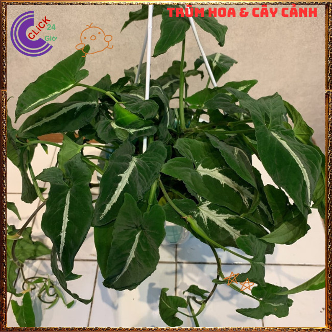 Chậu TRẦU BÀ NHUNG sọc trắng cây trồng trong nhà ưa mát siêu xinh xắn⏰TRÙM HOA VÀ CÂY CẢNH