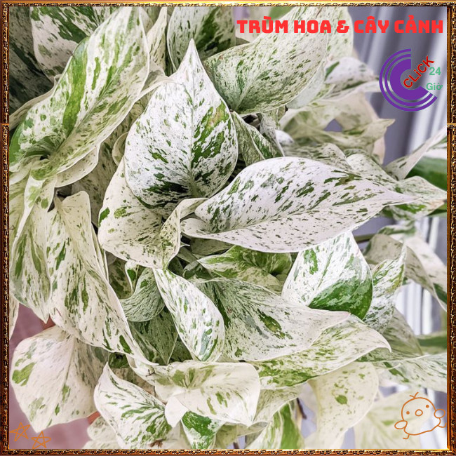 Chậu TRẦU BÀ SỮA NỮ HOÀNG TUYẾT cây trồng trong nhà ưa mát lọc khí️🌭 Hoa Mười Giờ Bonsai & Phụ Kiện