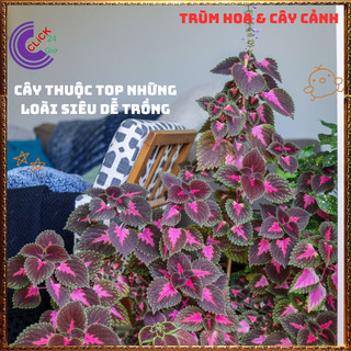 Cây lá gấm TÍM SỌC màu lạ mắt siêu đẹp dễ trồng tía tô cảnh 💍 Làng Hoa Sa Đéc