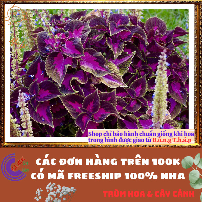 Cây lá gấm TÍM SỌC tuyệt đẹp đăc sắc rất dễ trồng dễ tạo dáng bonsai⏰ TRÙM HOA VÀ CÂY CẢNH