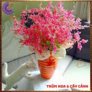 Chậu Hoa TIGON HỒNG ĐỎ to cao trưởng thành sum xuê khỏe mạnh ⌛Siêu Thị Hoa Và Cây Giống