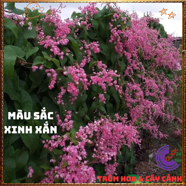 Chậu Hoa TIGON màu HỒNG tinh khôi to khỏe sum xuê đang có hoa ️🌭Hoa Mười Giờ Bonsai & Phụ Kiện