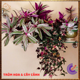 Chậu THÀI LÀI HỒNG SỌC xinh đẹp tươi sáng ý nghĩa tốt lành️📜 Hoa Đẹp Dễ Trồng