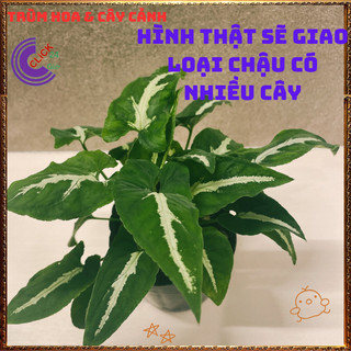 Chậu TRẦU BÀ NHUNG sọc trắng cây ưa mát trồng trong nhà để lọc khí️📜 Hoa Đẹp Dễ Trồng