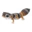 Hàng có sẵn Bandai Fat Tail Gecko Oreo Straight Line Zulu Whitening Trendy Play Trang trí viên nang Đồ chơi mô phỏng động vật ZVFY